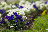 20130416_135818 Viole.jpg